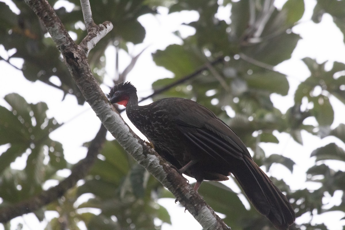Crested Guan - ML638380794