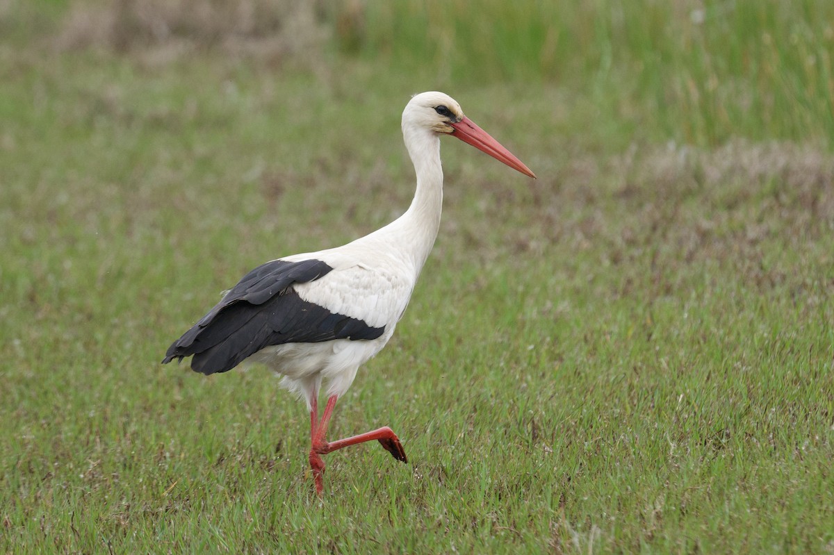 White Stork - ML638380809