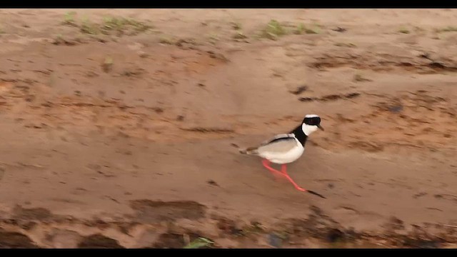 Pied Plover - ML638380814