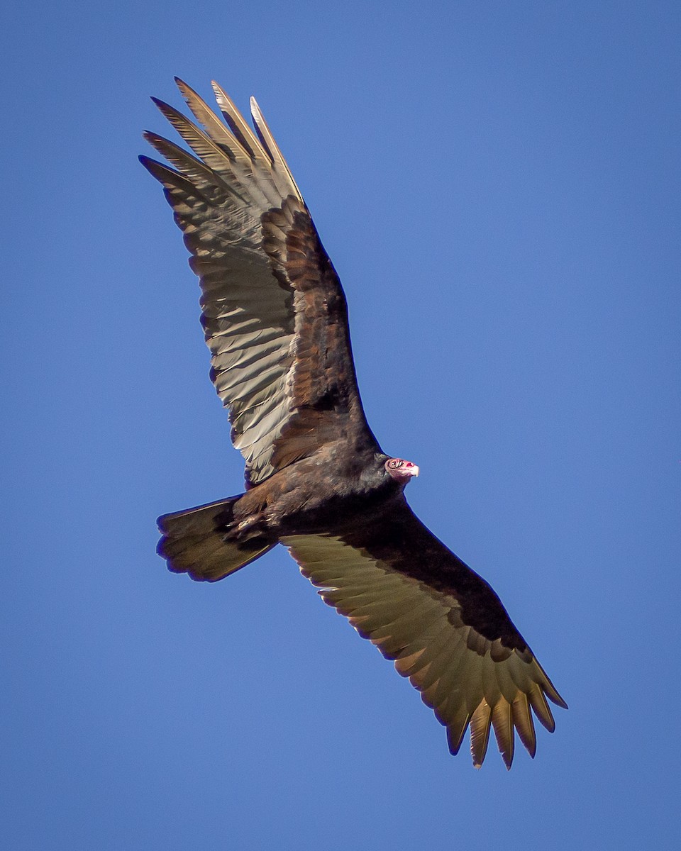 Turkey Vulture - ML638380834