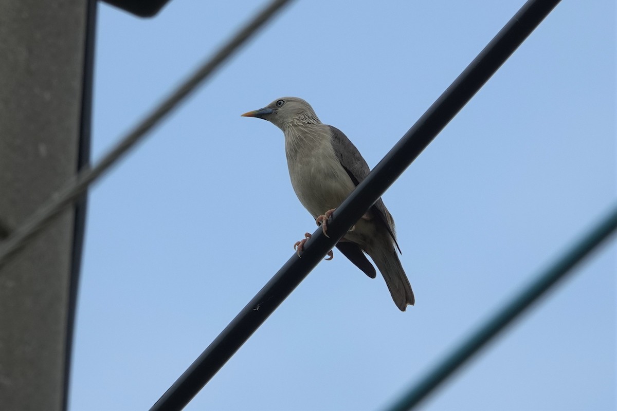 Chestnut-tailed Starling - ML638380835