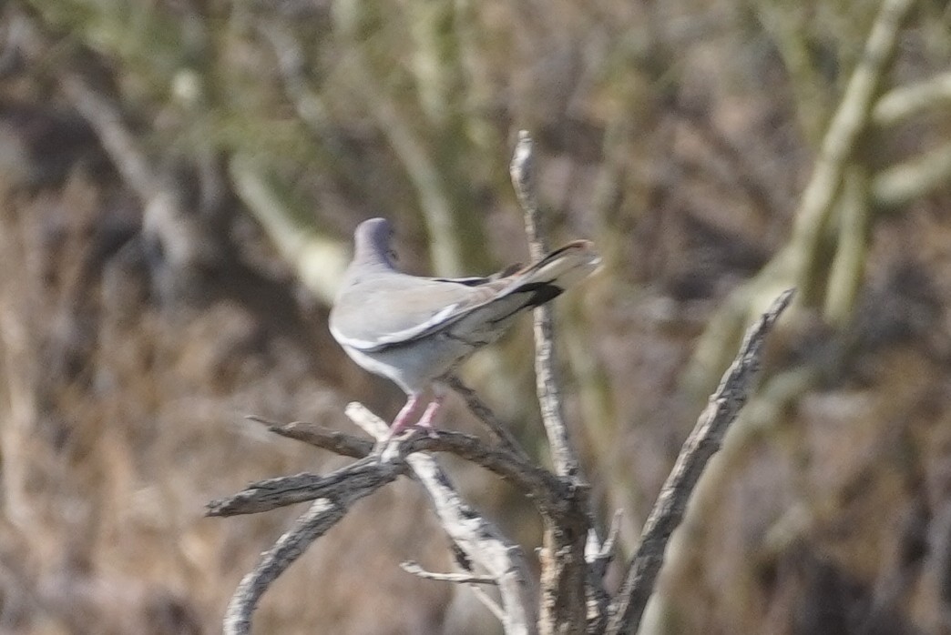 White-winged Dove - ML638380851