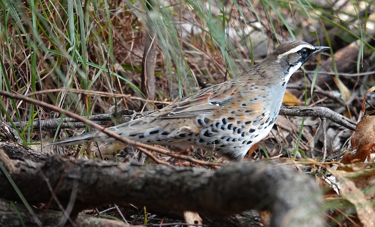 Spotted Quail-thrush - ML638380854