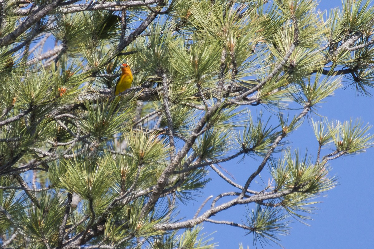 Western Tanager - ML638380855