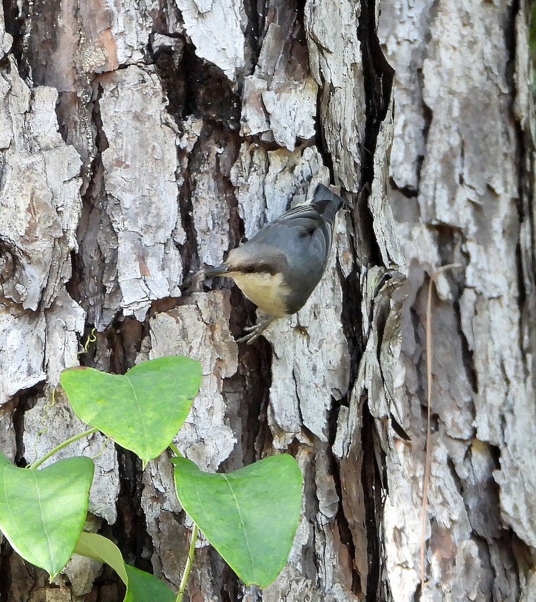 Brown-headed Nuthatch - ML638380857