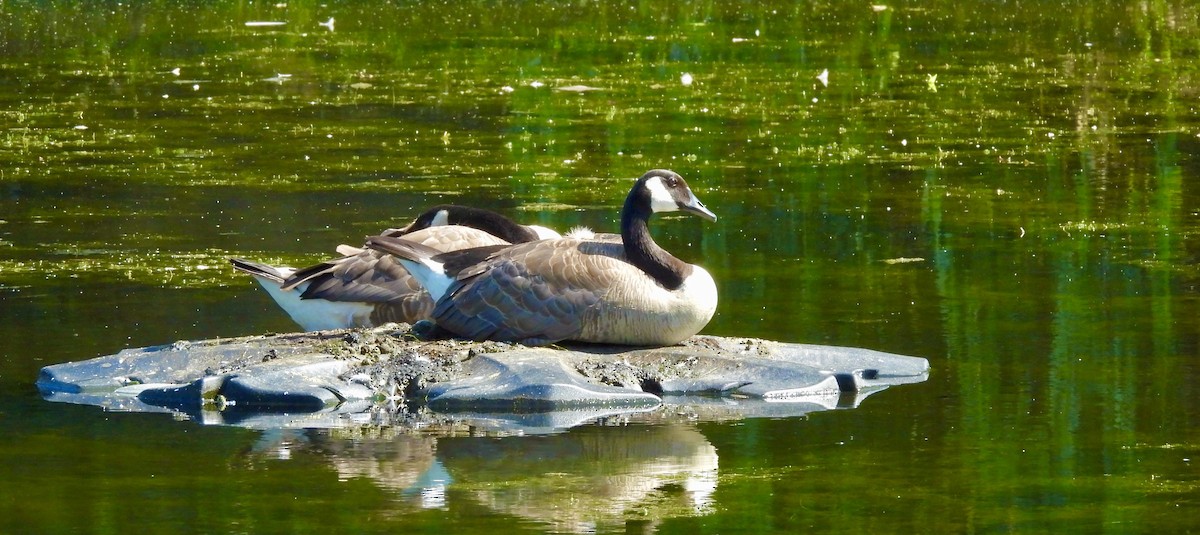 Canada Goose - ML638380866