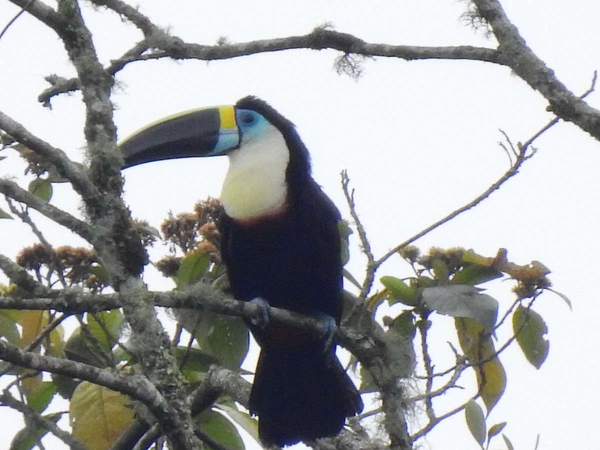 Channel-billed Toucan - ML638380867