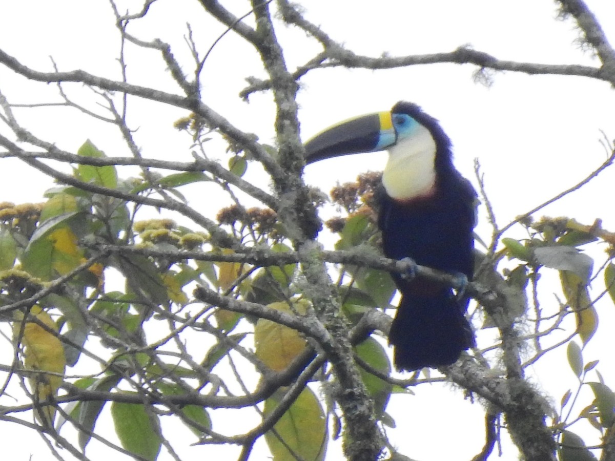 Channel-billed Toucan - ML638380870