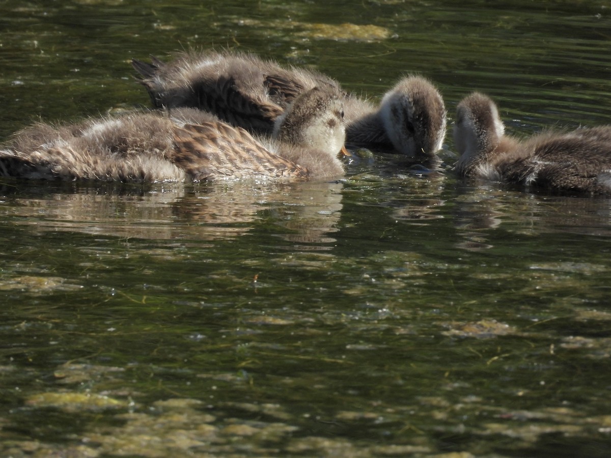 Gadwall - ML638380878