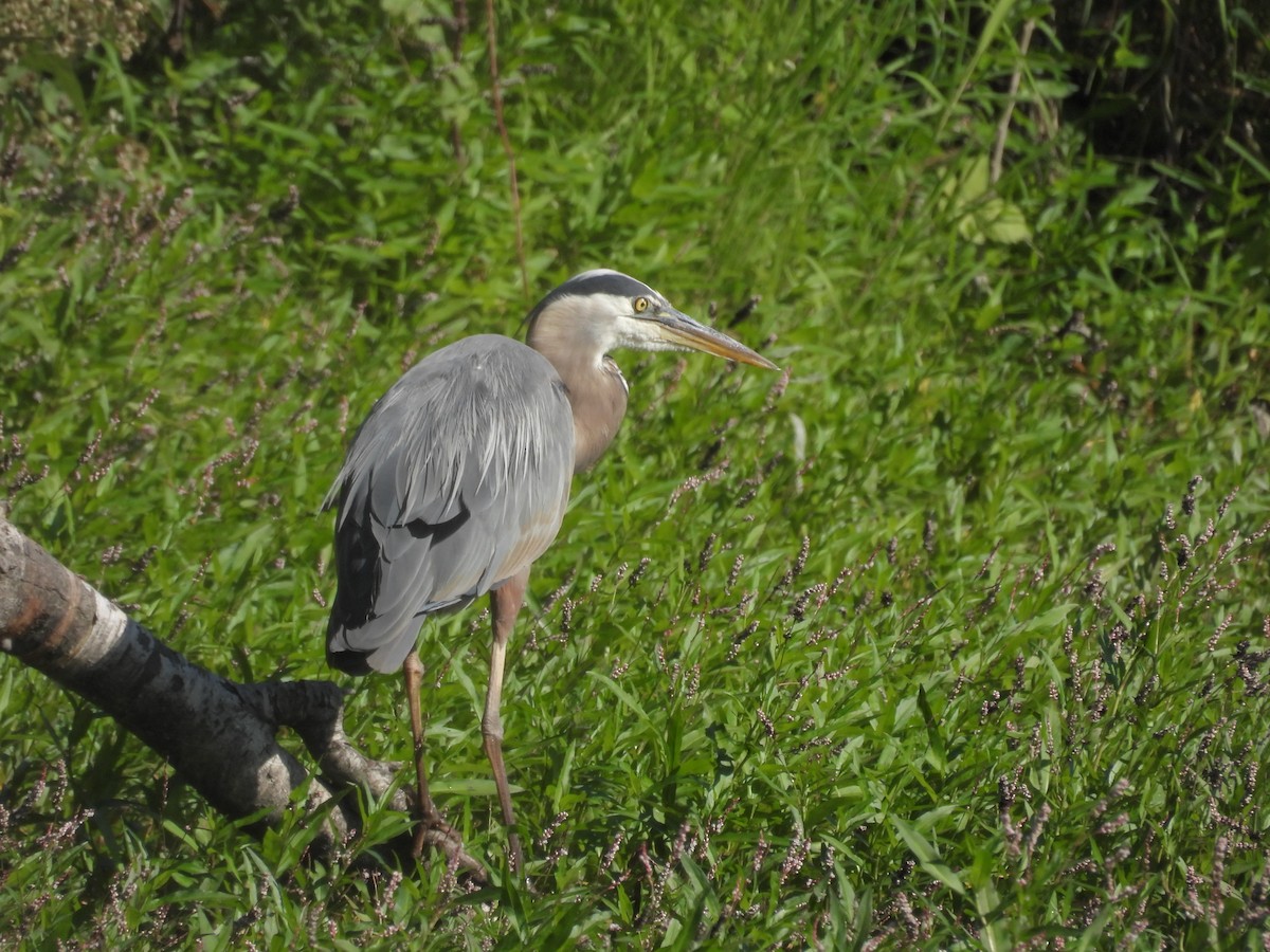 Great Blue Heron - ML638380886