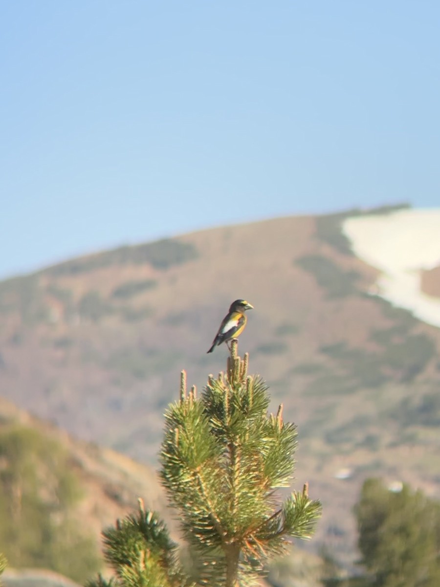 Evening Grosbeak - ML638380894