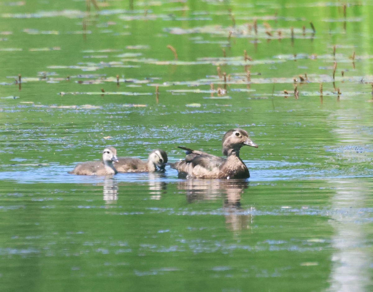 Canard branchu - ML638380907