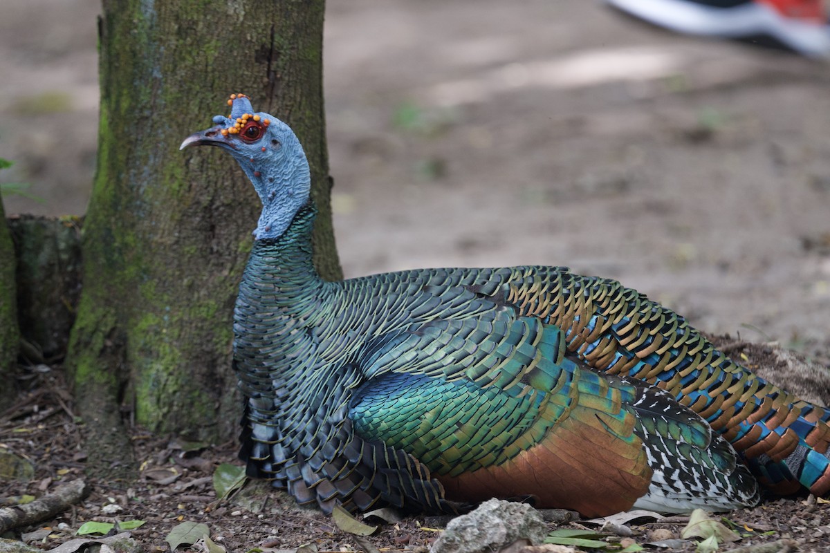 Ocellated Turkey - ML638380911