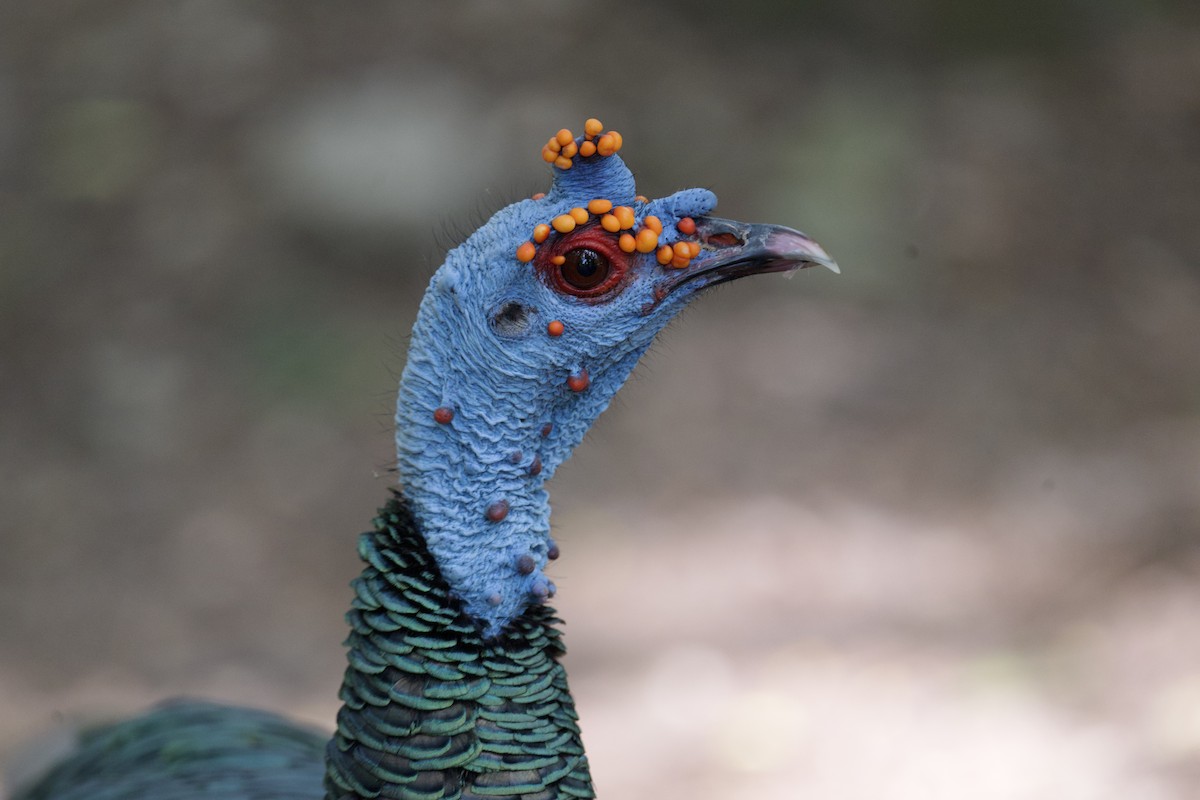Ocellated Turkey - ML638380924