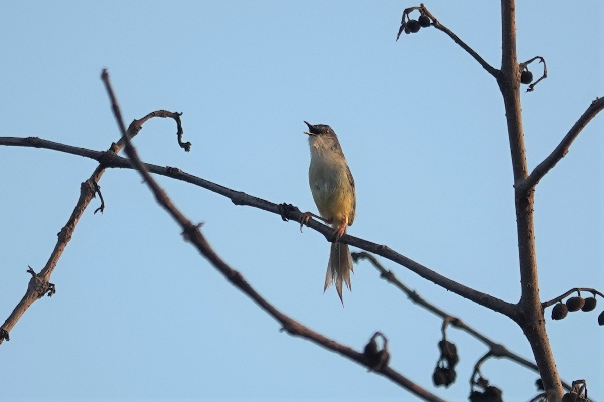 Yellow-bellied Prinia - ML638380927
