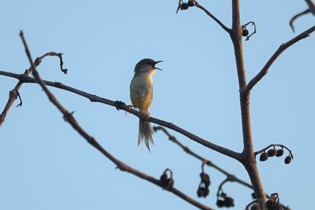 Yellow-bellied Prinia - ML638380928