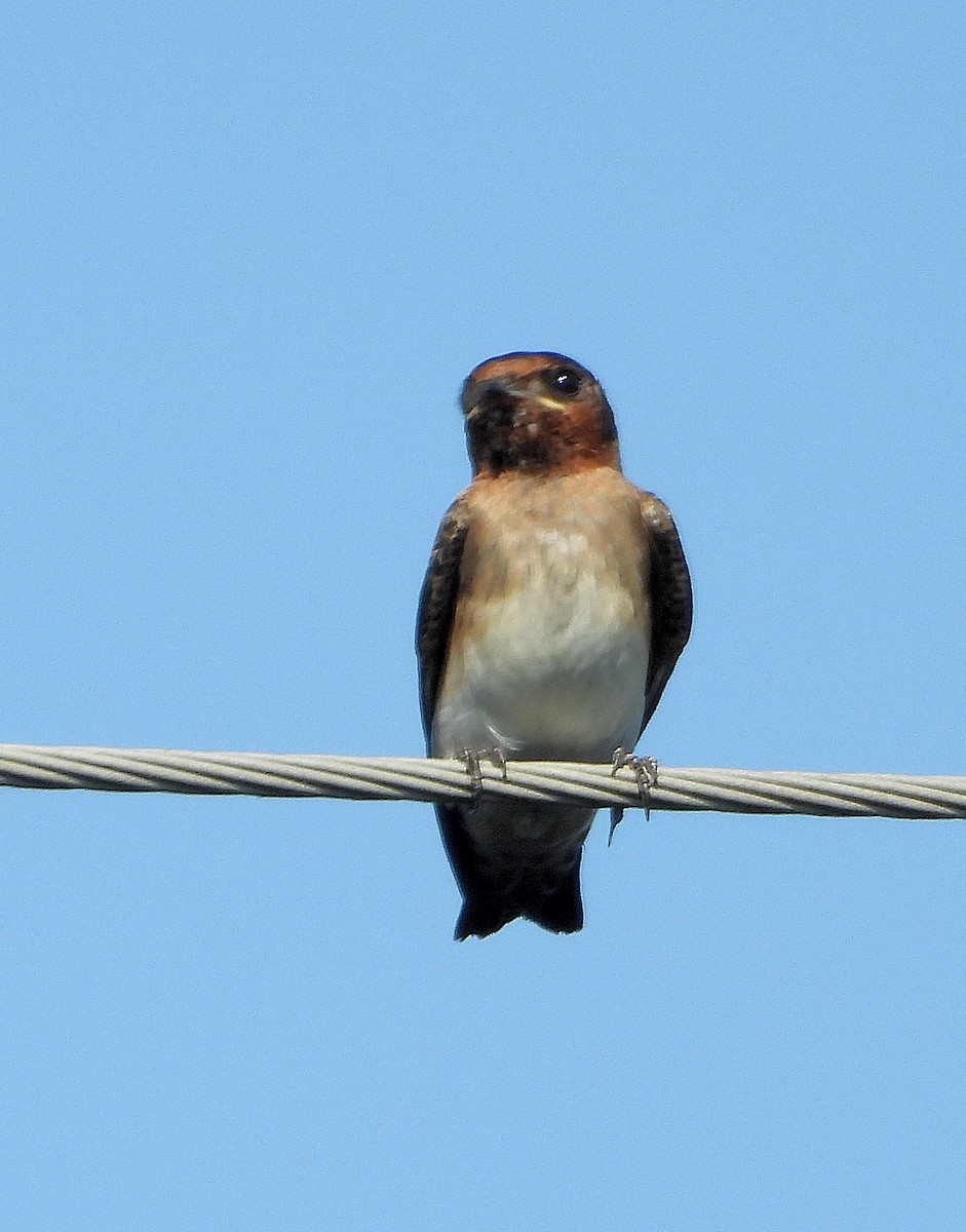 Cave Swallow - ML638380938