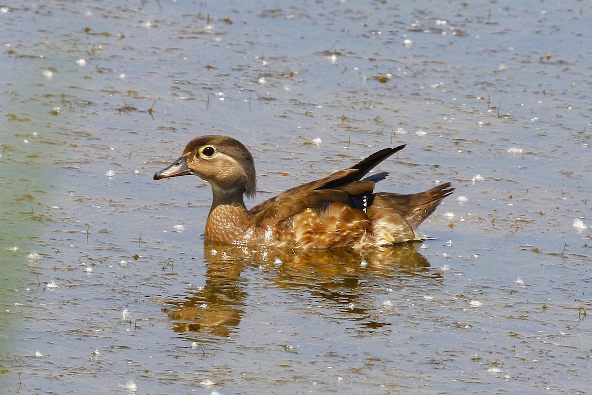 Canard branchu - ML638380966