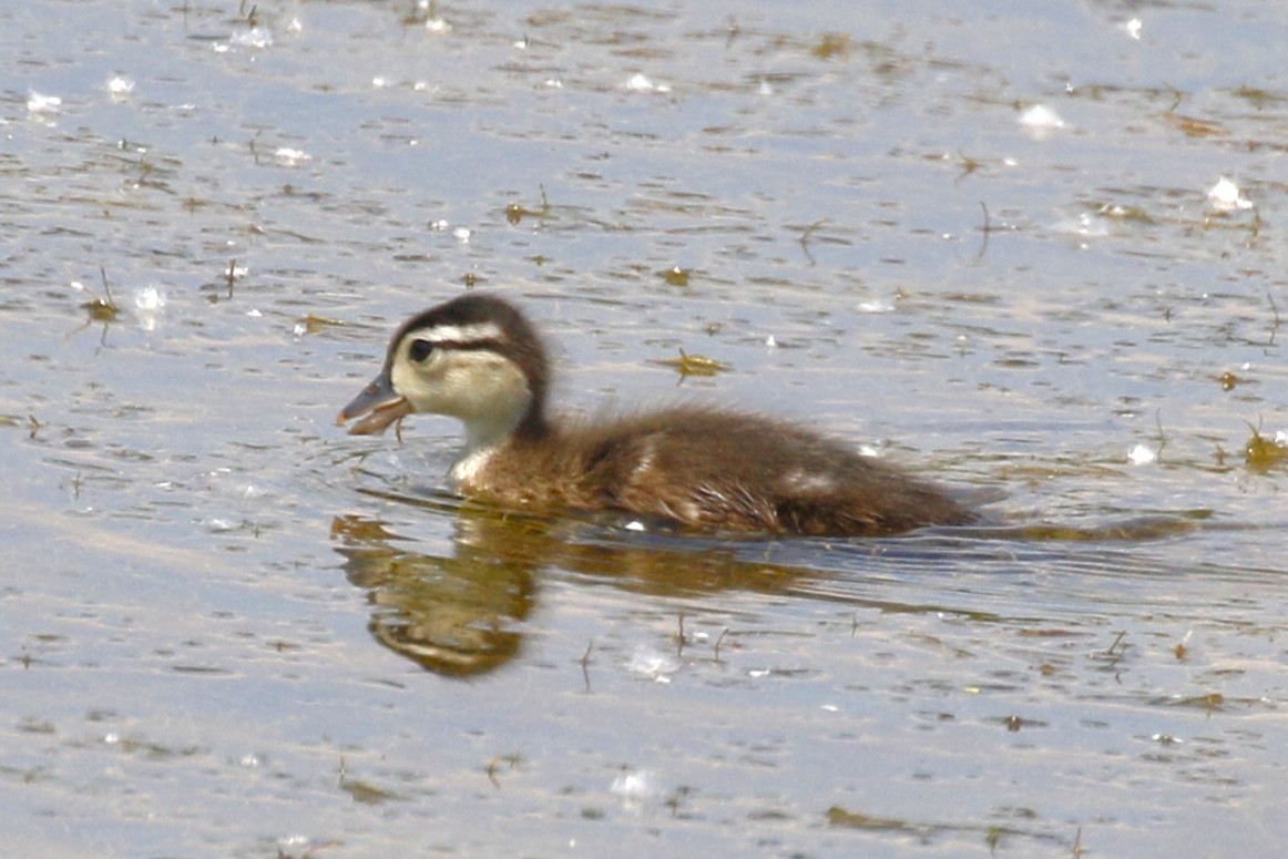 Canard branchu - ML638380967