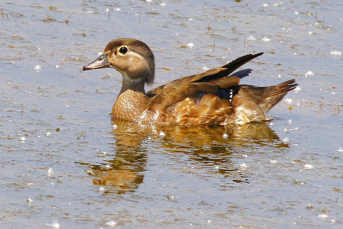 Canard branchu - ML638380968