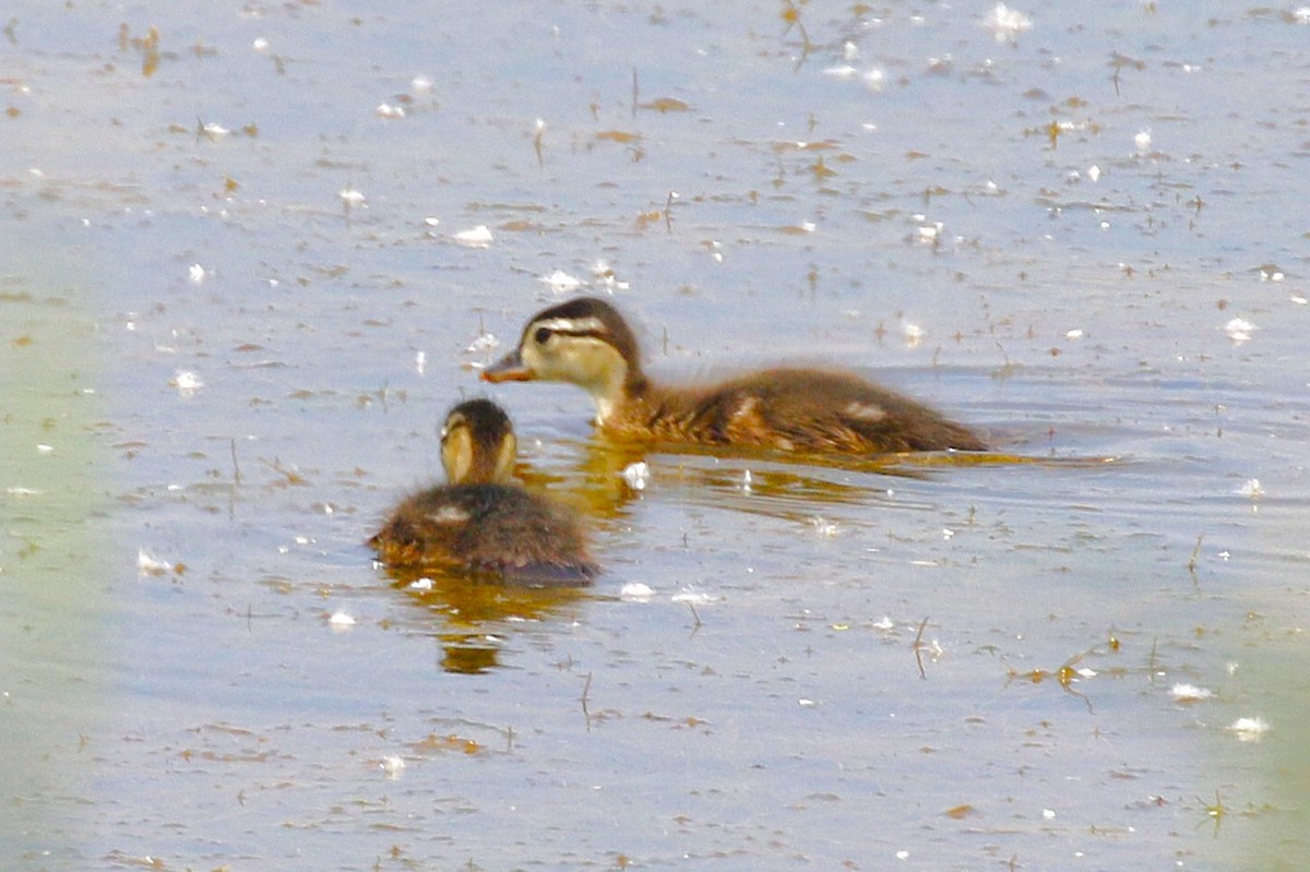 Canard branchu - ML638380969
