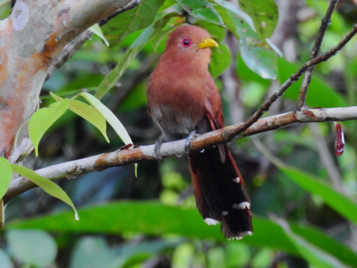 Little Cuckoo - ML638380970
