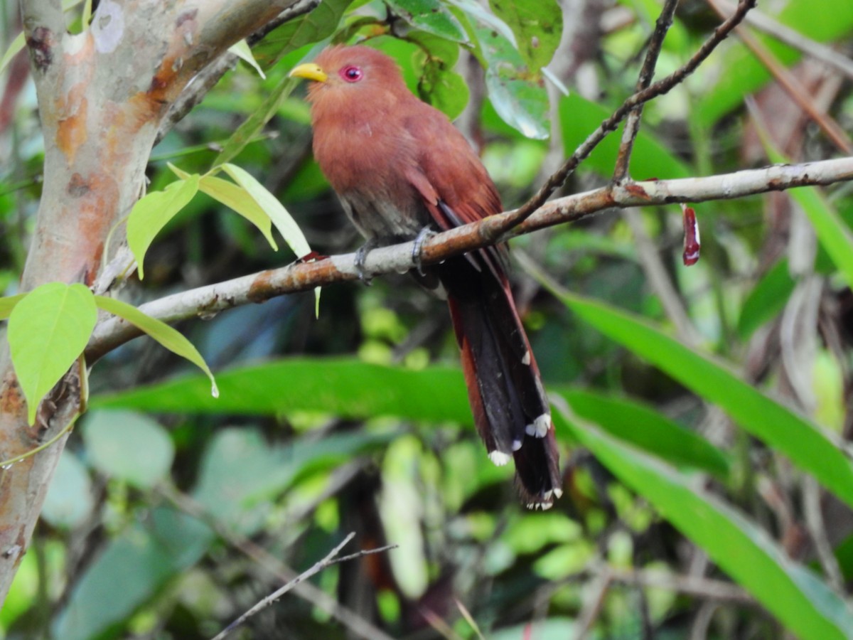 Little Cuckoo - ML638380978