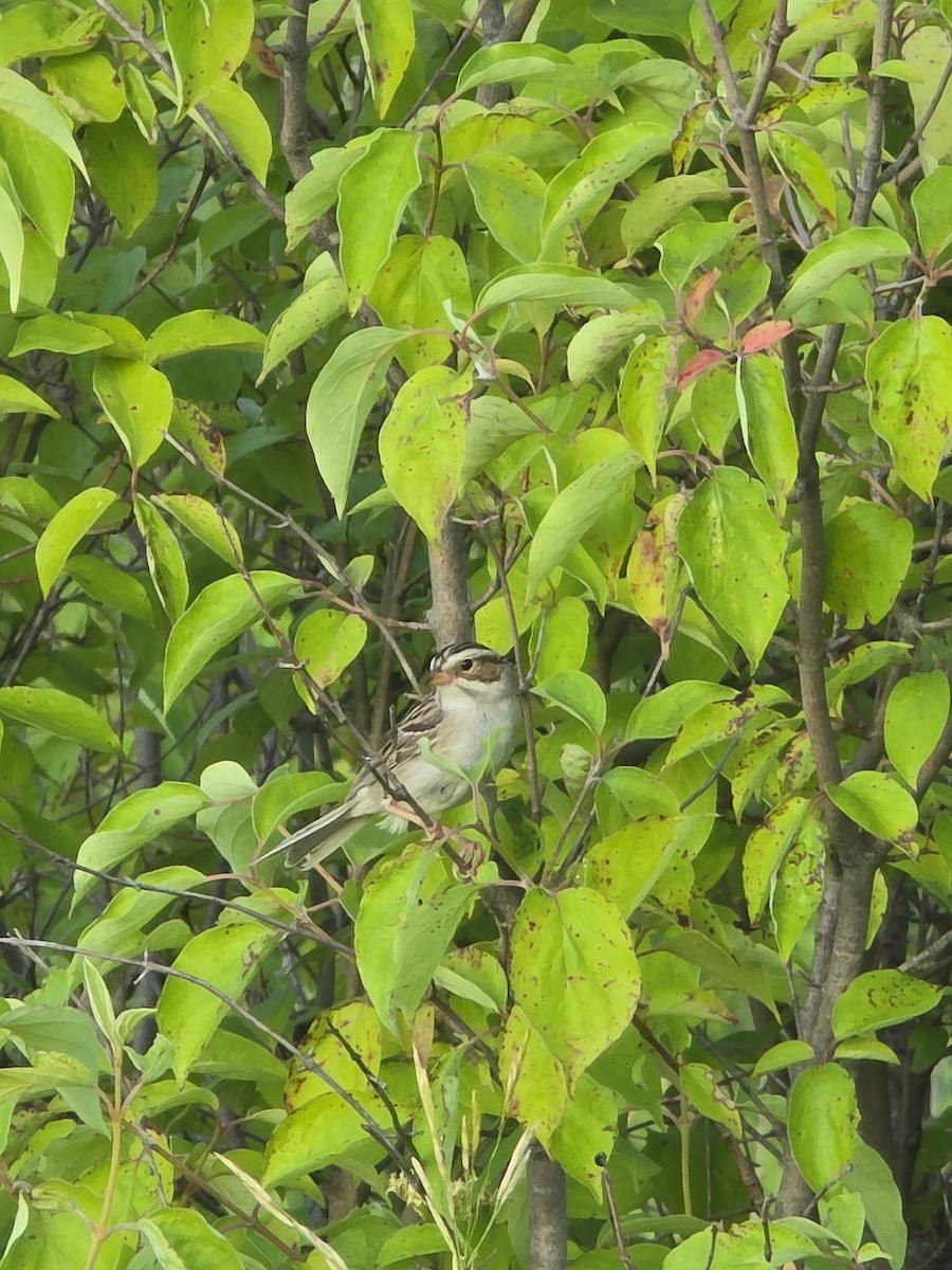 Clay-colored Sparrow - ML638380979