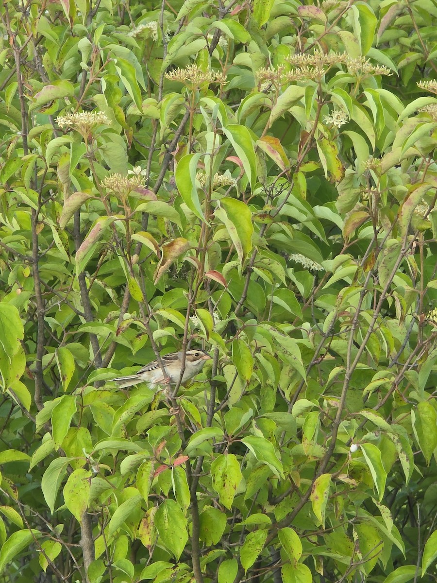 Clay-colored Sparrow - ML638380981