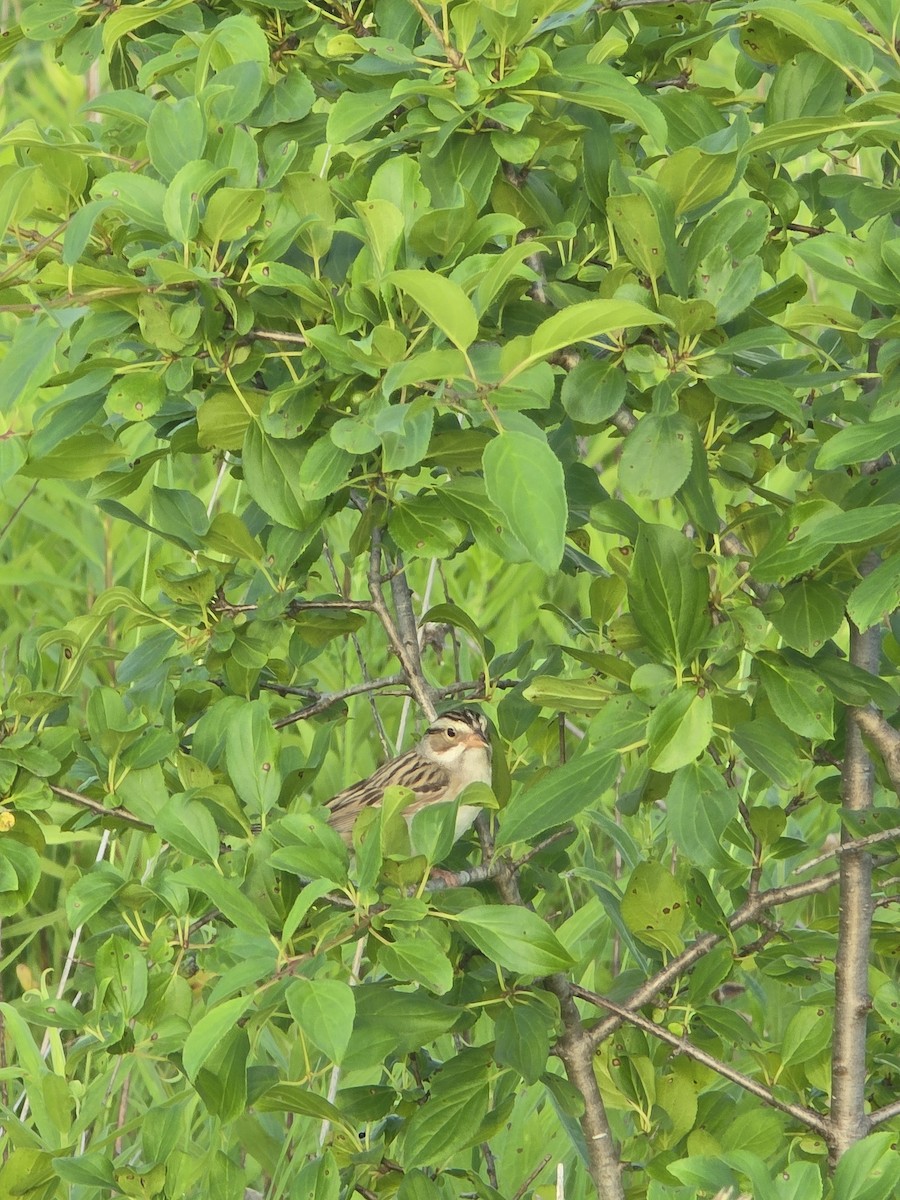 Clay-colored Sparrow - ML638380982