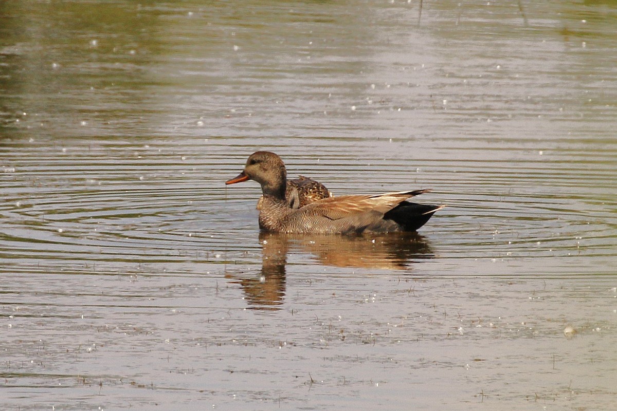 Gadwall - ML638380988