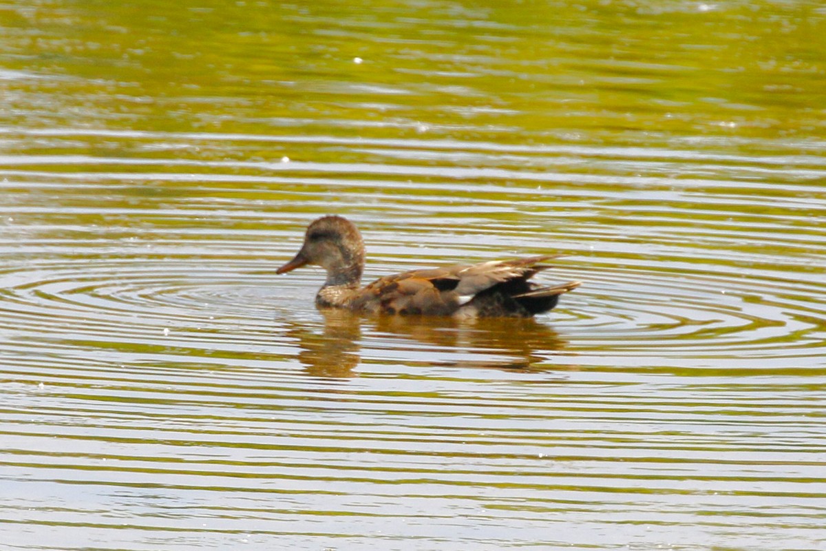 Gadwall - ML638380989