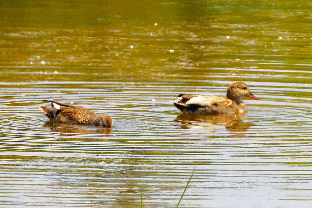 Gadwall - ML638380990