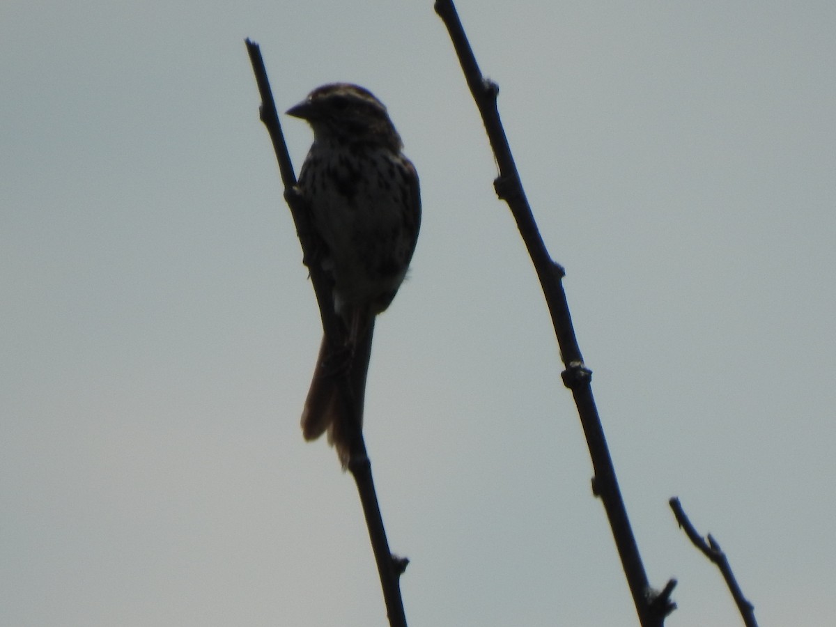 Song Sparrow - ML638380995