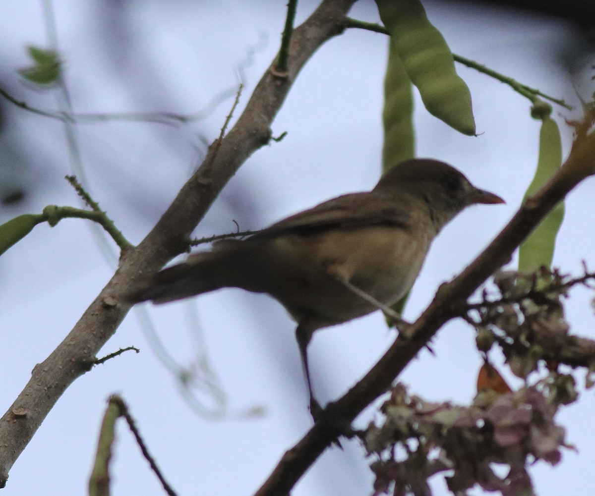 Thick-billed Warbler - ML638381006