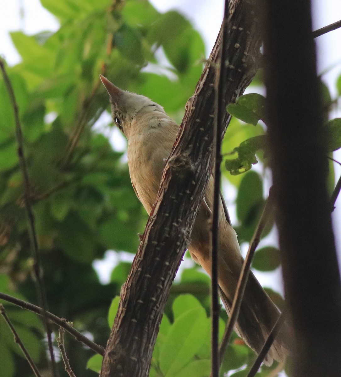 Thick-billed Warbler - ML638381012