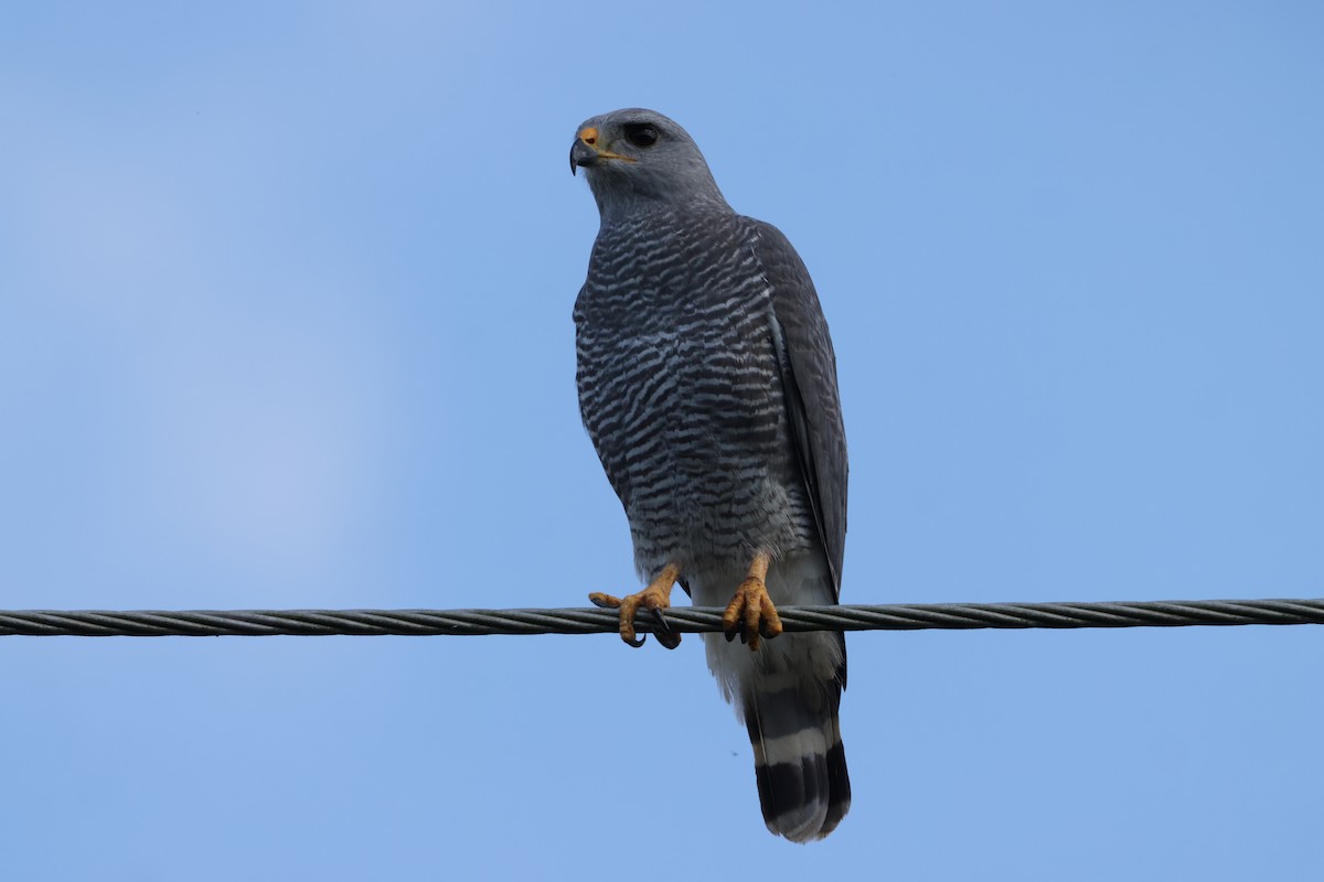 Gri Şahin - ML638381017