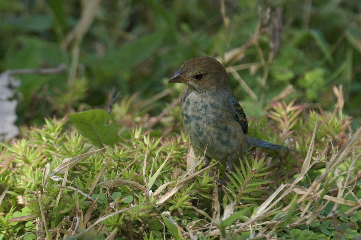 Indigo Bunting - ML638381026