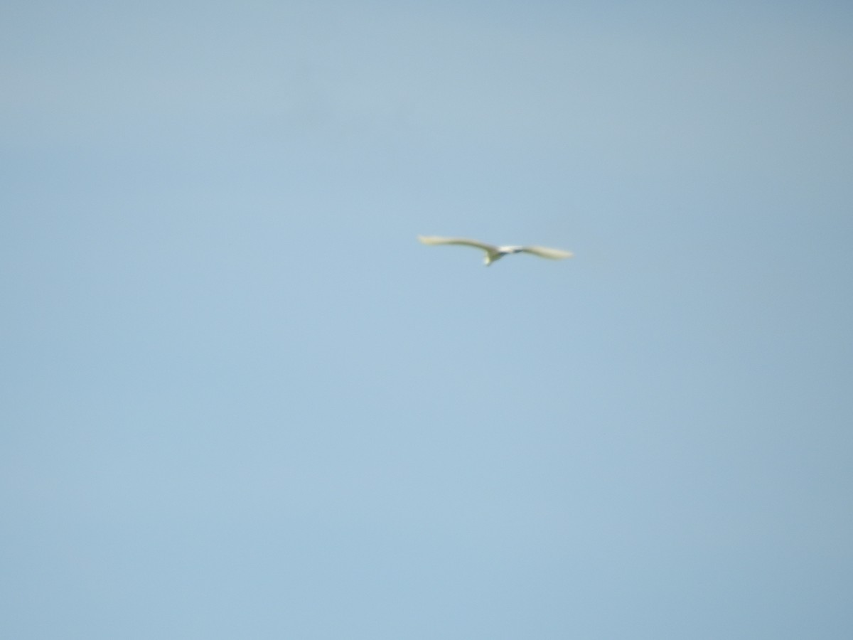 Great Egret - ML638381070