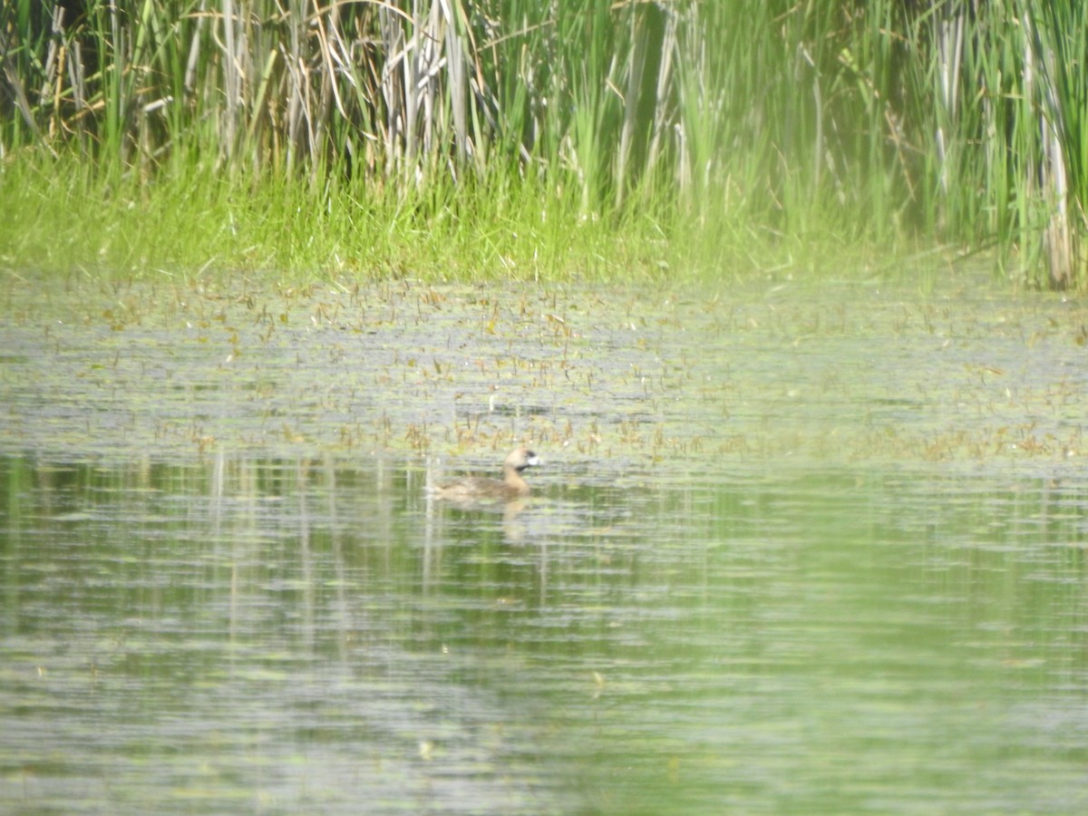 Pied-billed Grebe - ML638381076
