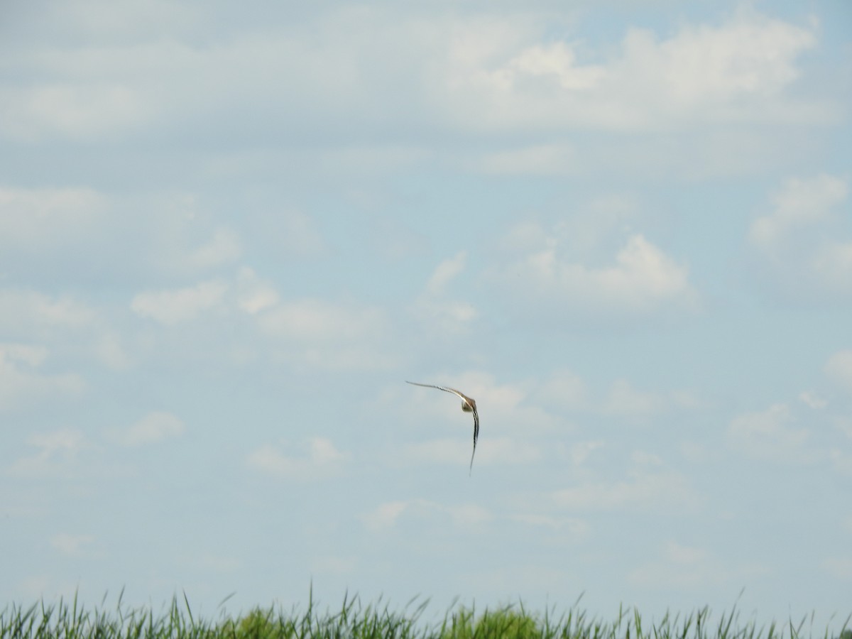 Killdeer - ML638381085