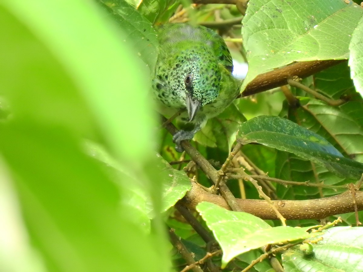Spotted Tanager - ML638381087
