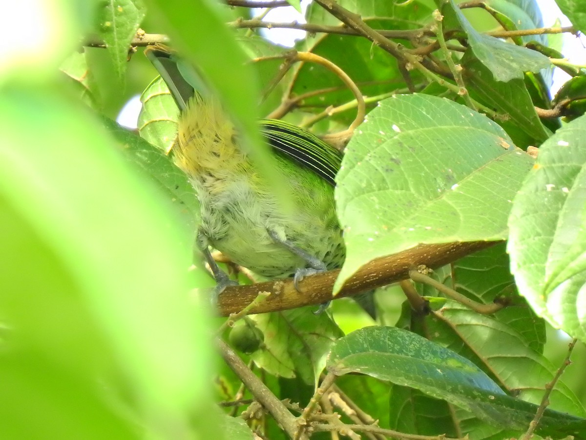 Spotted Tanager - ML638381088