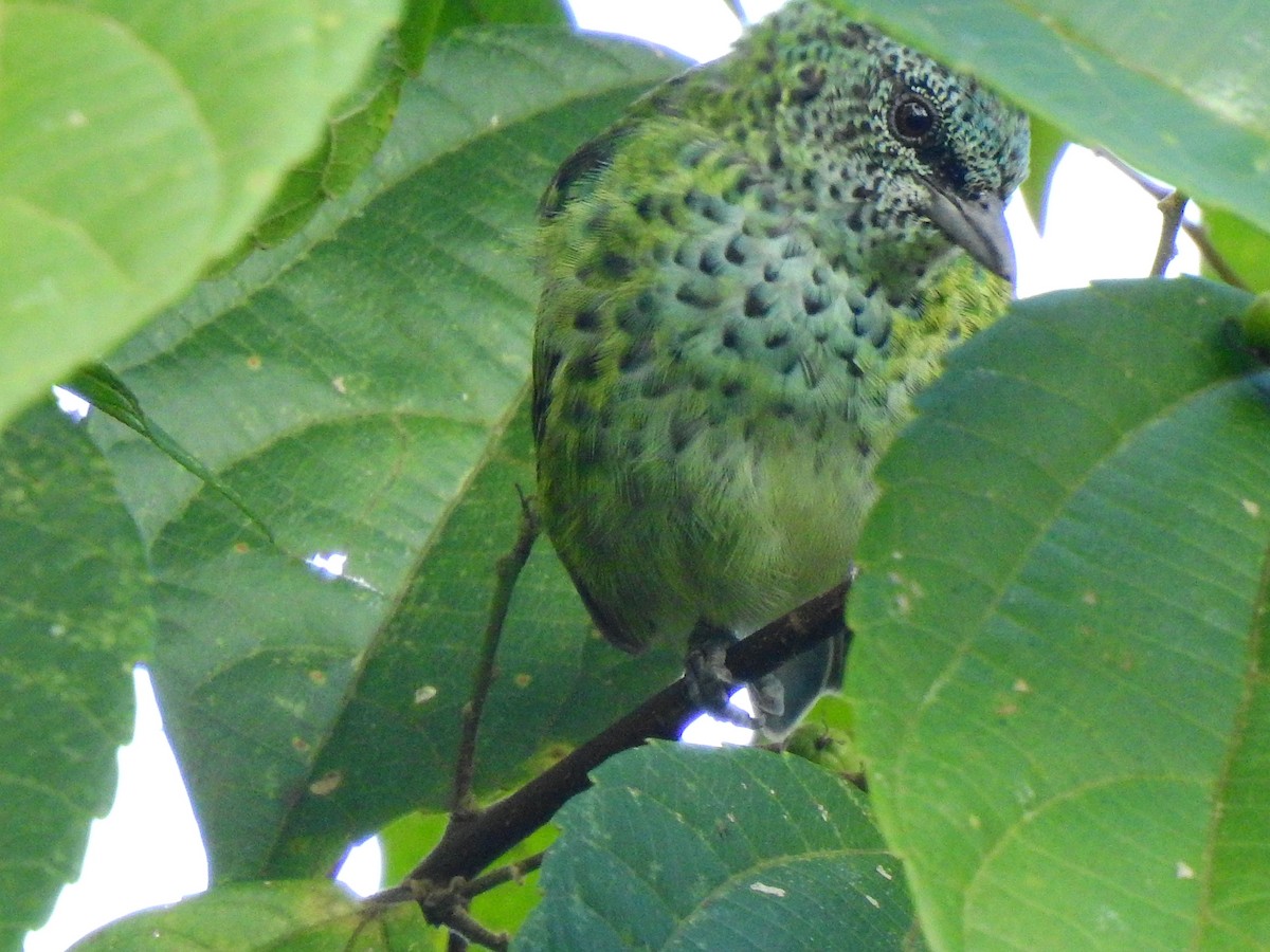Spotted Tanager - ML638381089