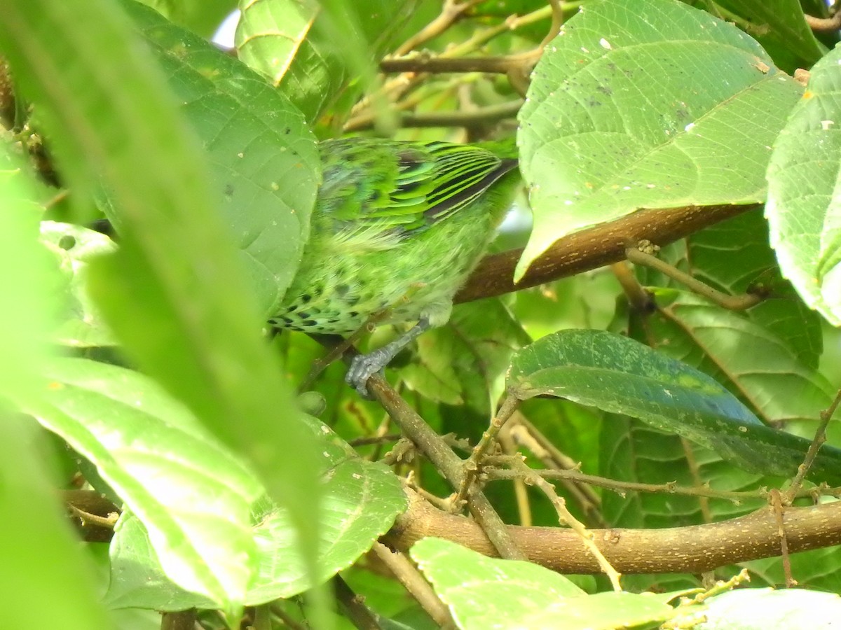 Spotted Tanager - ML638381090
