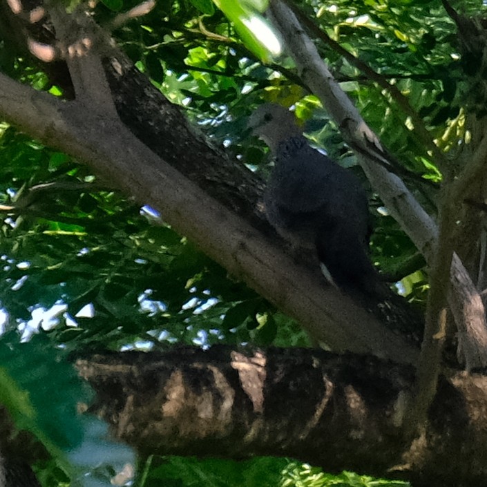 Spotted Dove - ML638381091