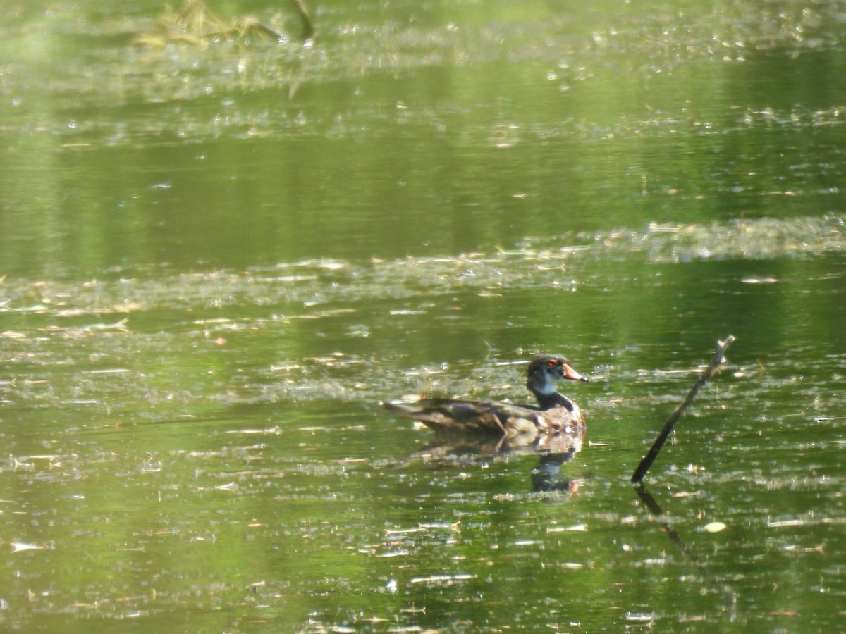 Canard branchu - ML638381097