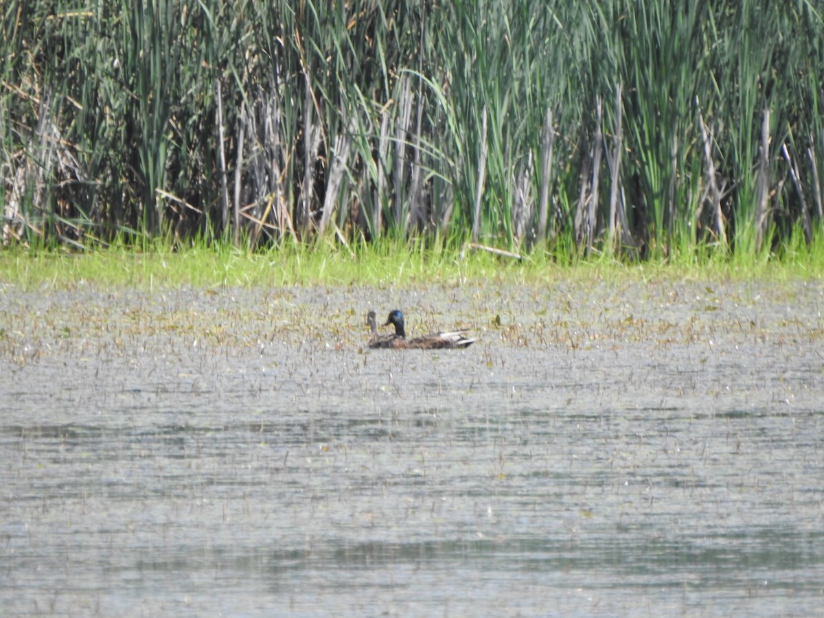 Mallard - ML638381098