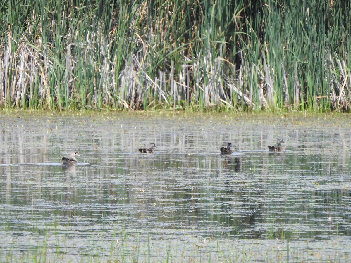 Canard branchu - ML638381108