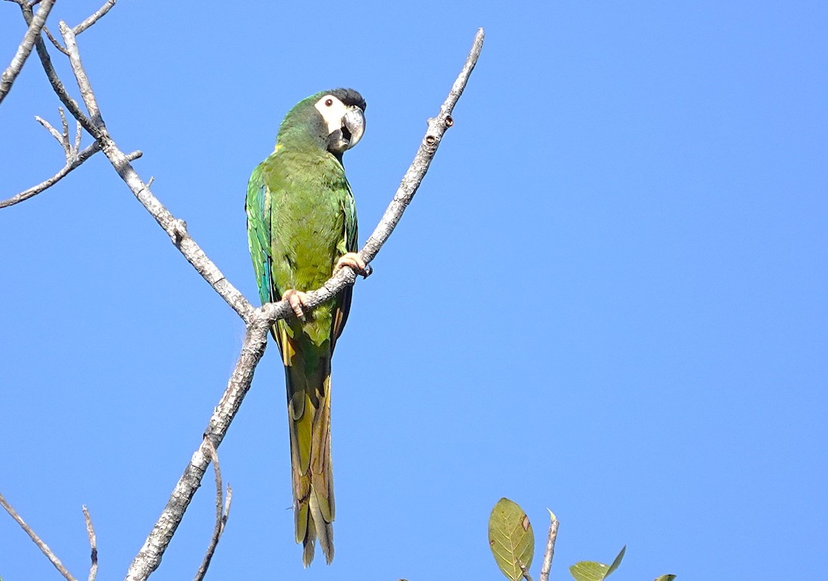 Yellow-collared Macaw - ML638381110